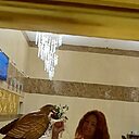 Ирина, 54 года