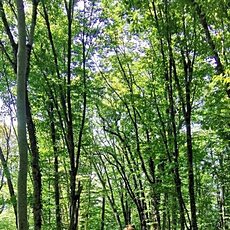 Фотография девушки Алла, 58 лет из г. Ярославль