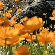 Фотография девушки Людмила, 63 года из г. Красноярск