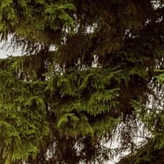 Фотография девушки Katerina, 39 лет из г. Уральска